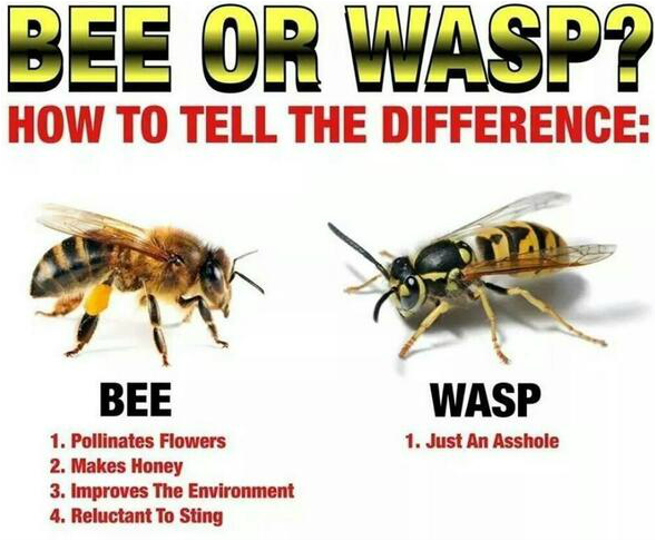 how to tell the difference between a bee and a wasp