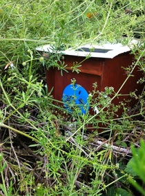 Kildare beekeepers 