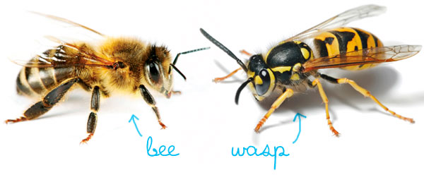 how to tell the difference between a bee and a wasp