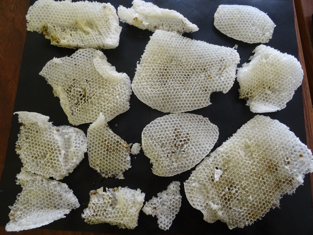 wild honeycomb