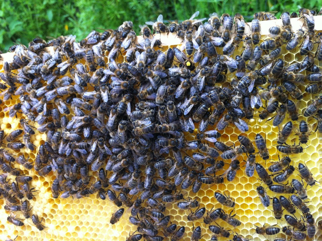 Queen bees with bees on honey frame