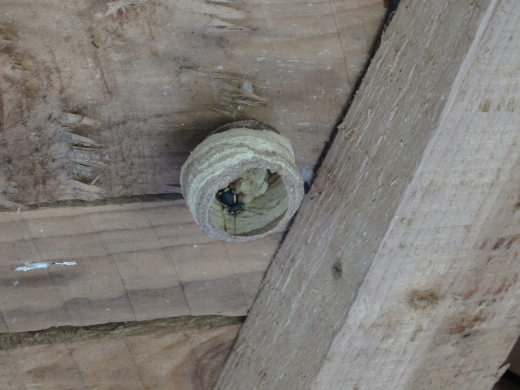 Queen wasp nest building 