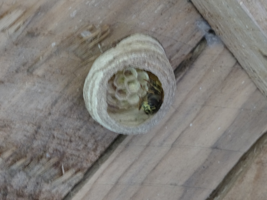 Queen wasp nest building 